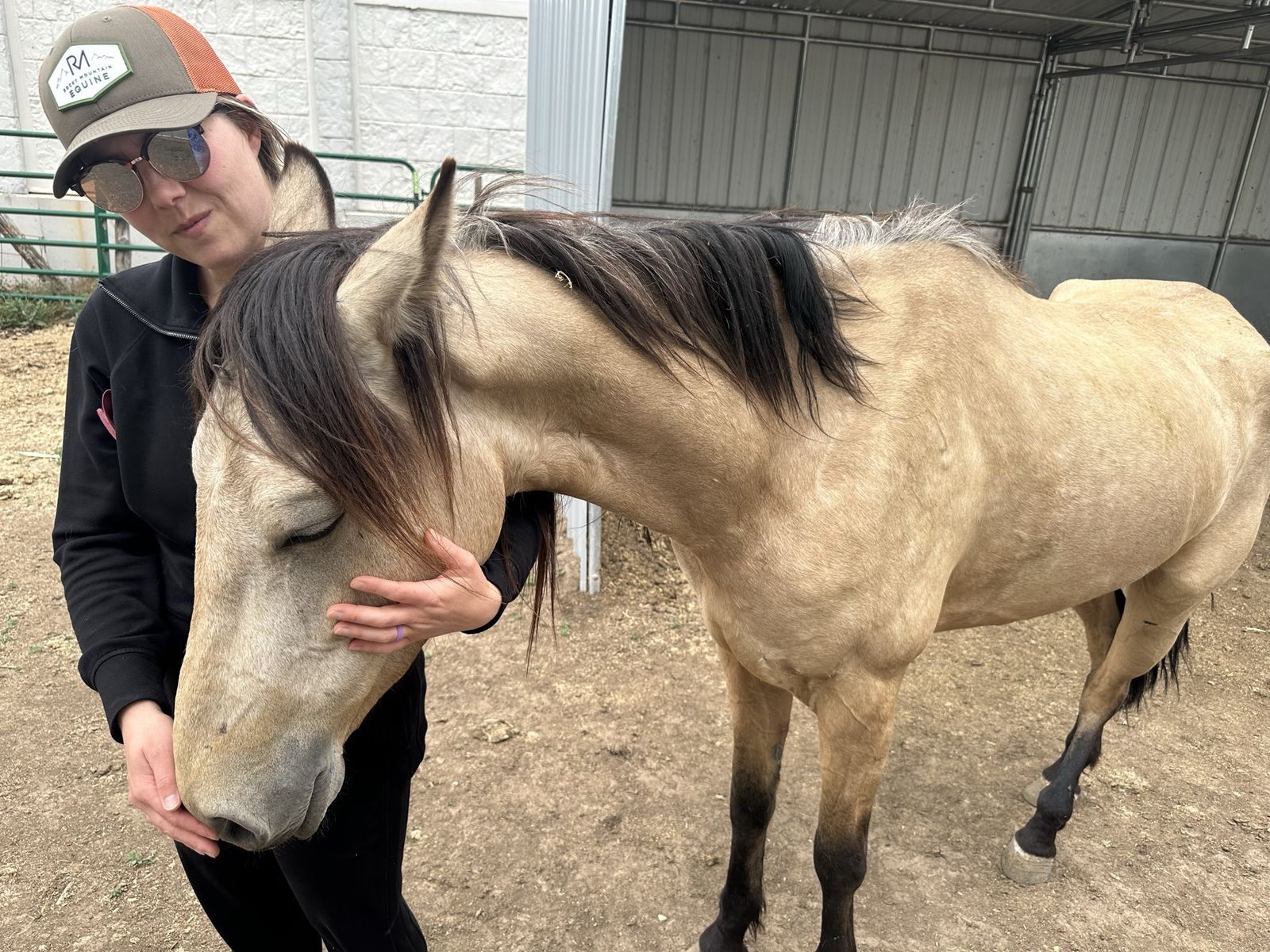 5 year old paso fino gelding