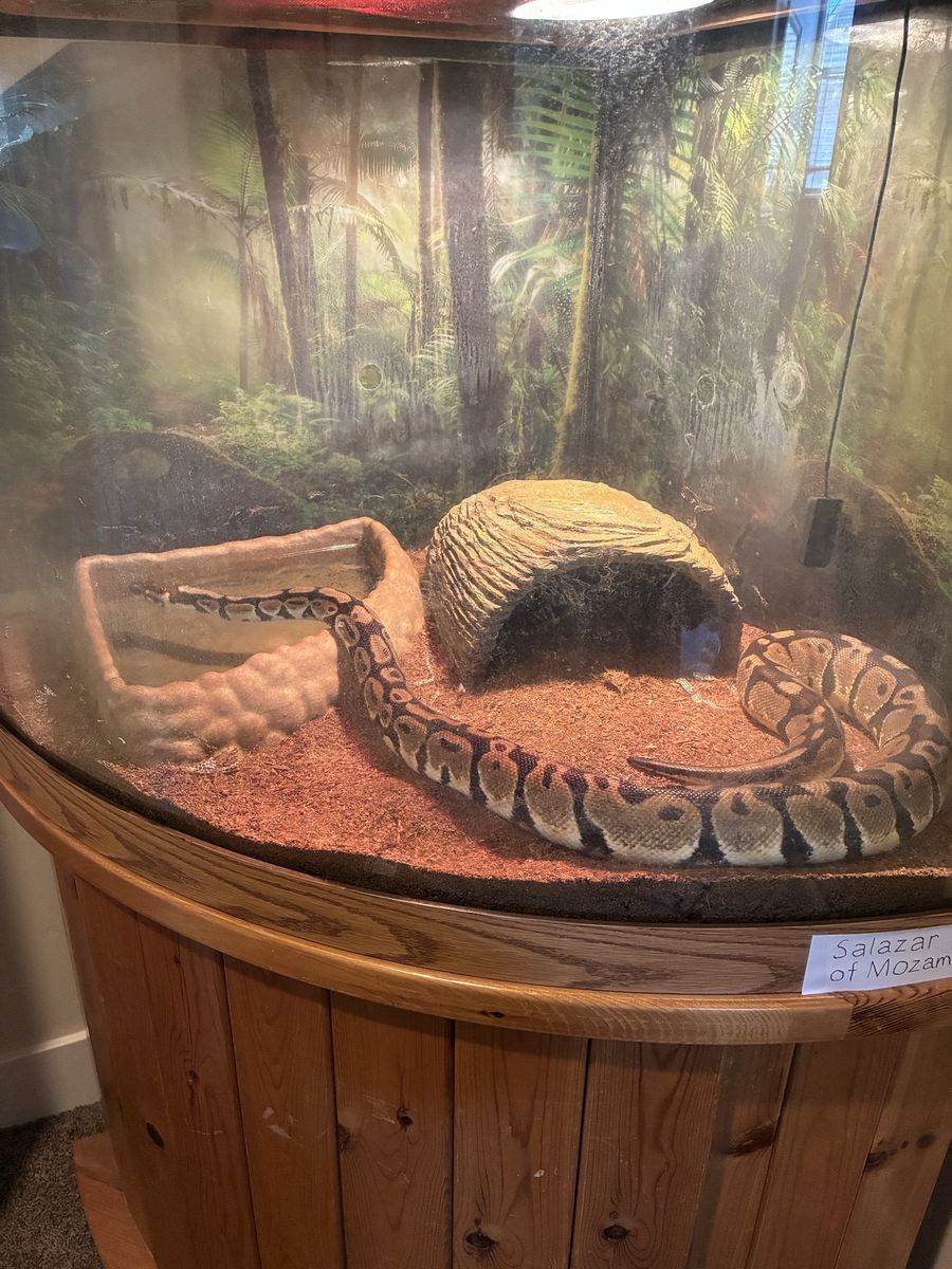 Female Ball Python Full Setup