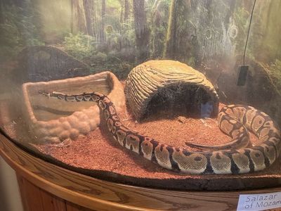 Female Ball Python Full Setup