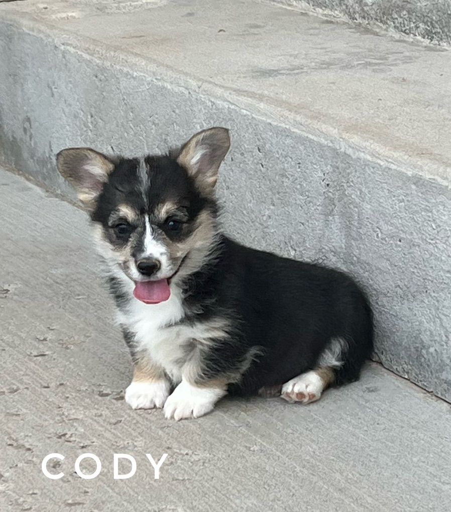 AKC Corgi Special