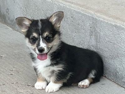 AKC Corgi Special