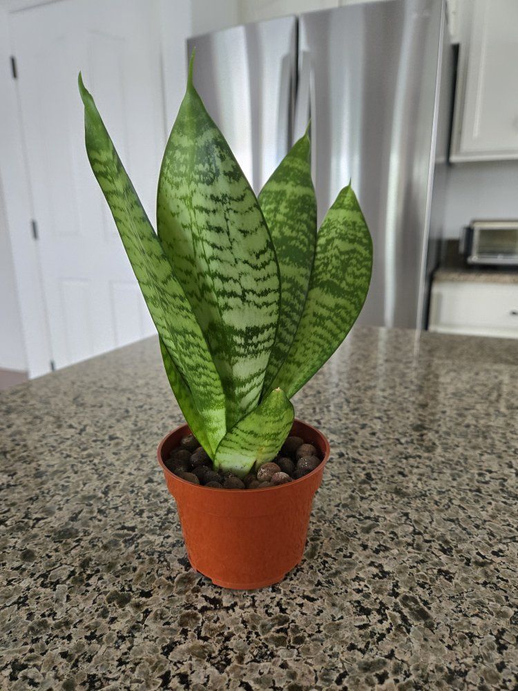 Snake Plant