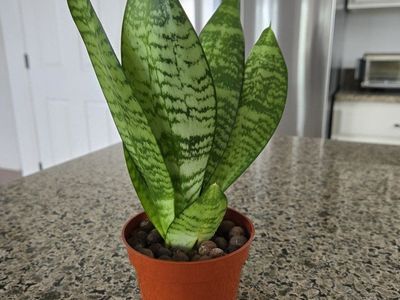 Snake Plant