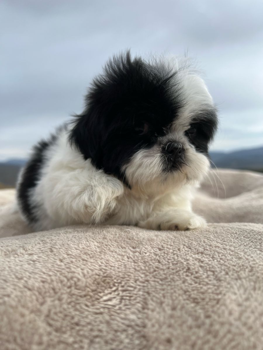 Shih Tzu puppies