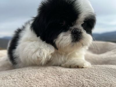 Shih Tzu puppies