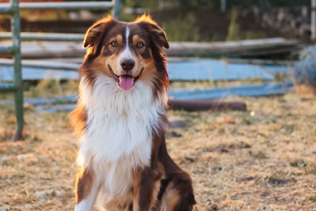 Purebred Australian Shephed for Stud