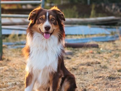 Purebred Australian Shephed for Stud