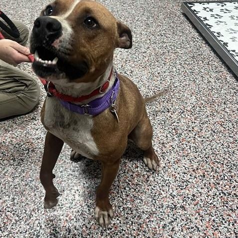 Hello my name is Link