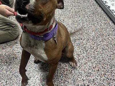 Hello my name is Link