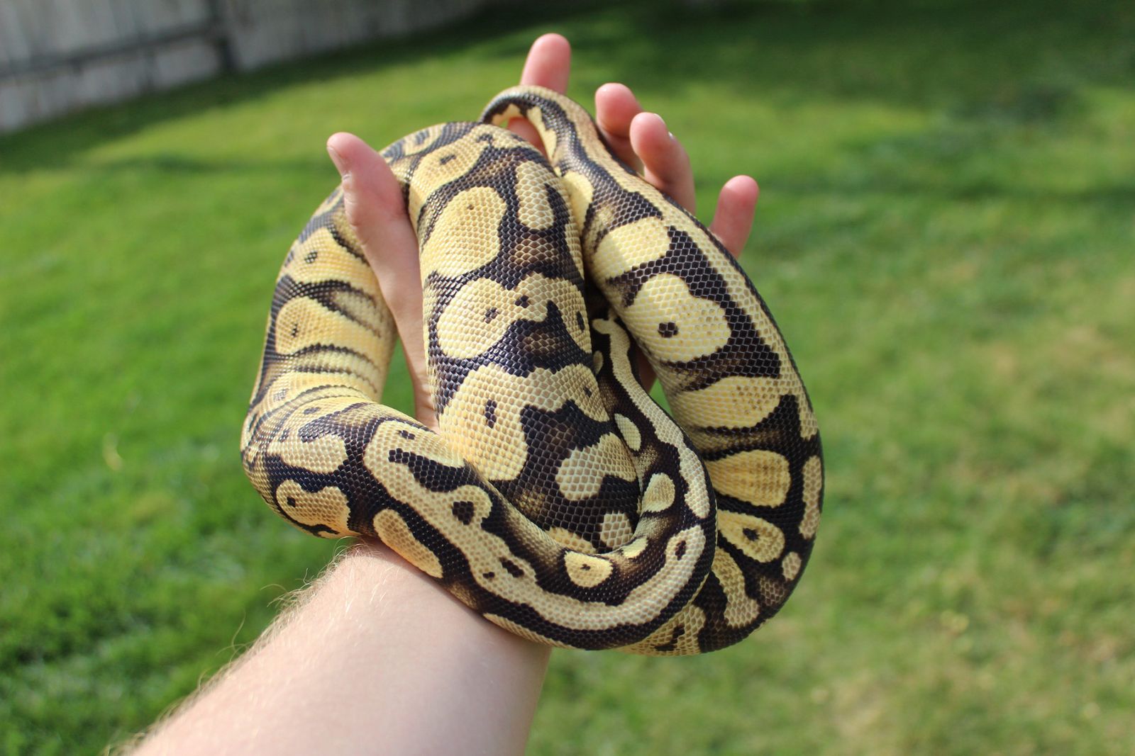 Ball Python Female Adult