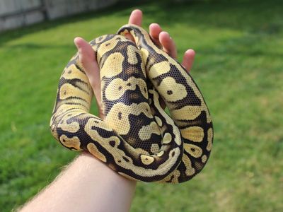 Ball Python Female Adult
