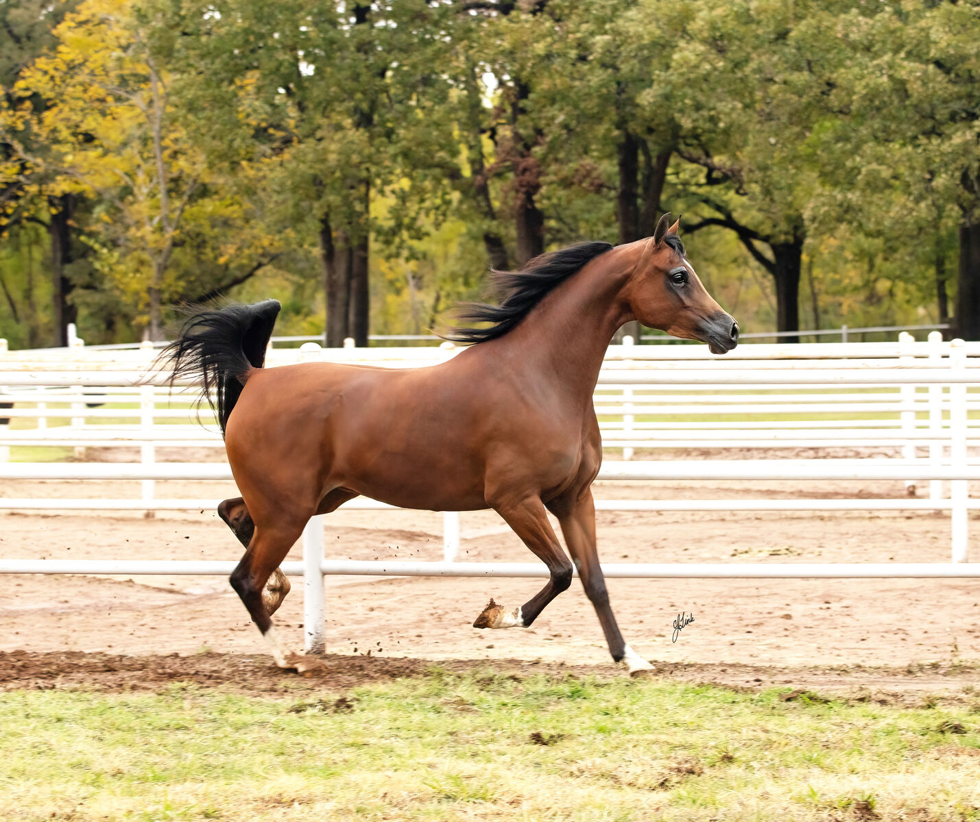 Beautiful Varian Arabian Performance and Breeding Mare