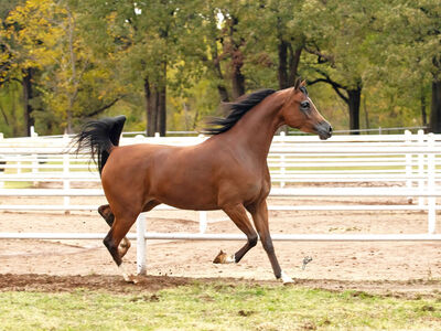 Beautiful Varian Arabian Performance and Breeding Mare