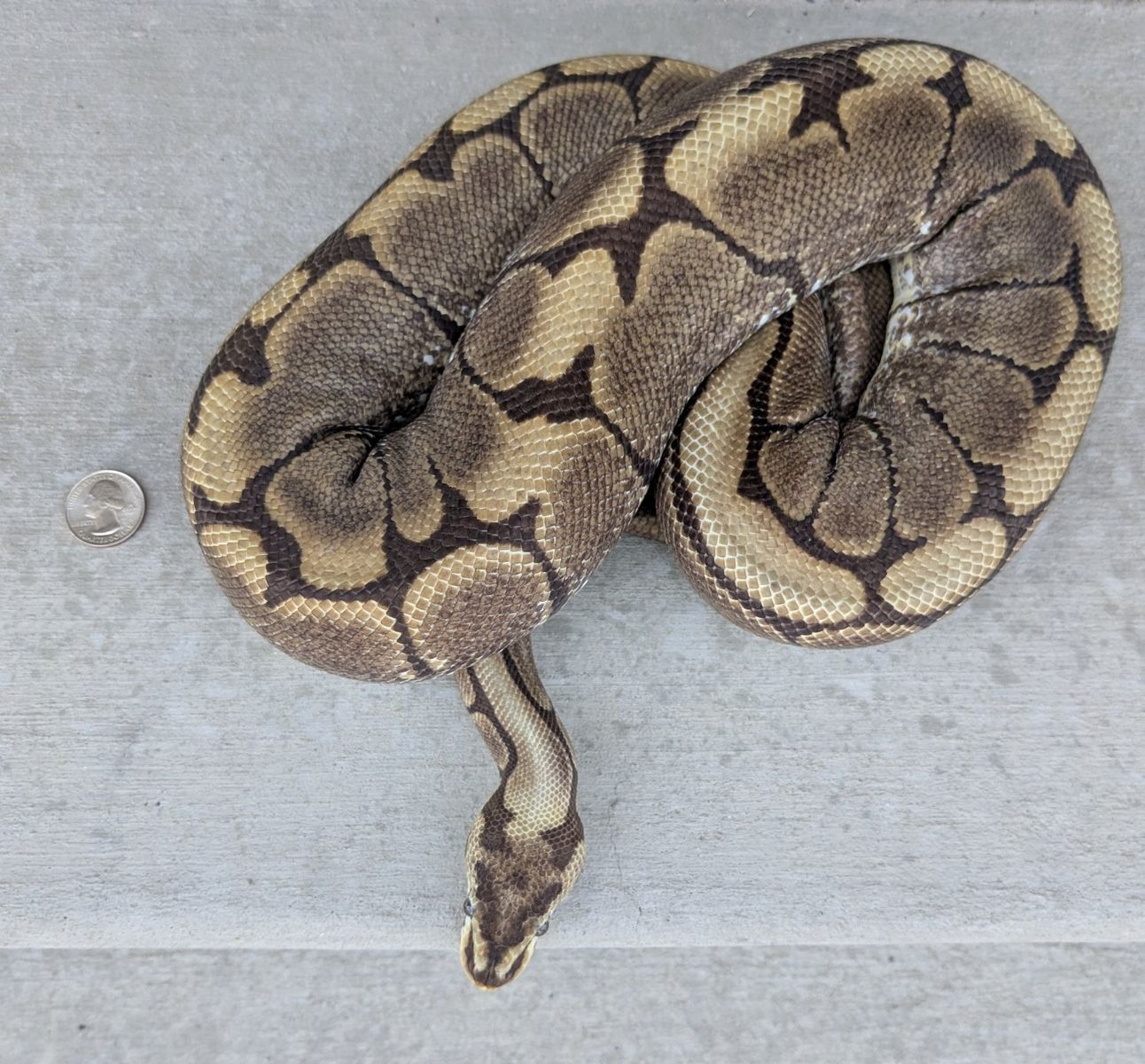 BIG FEMALE BALL PYTHON
