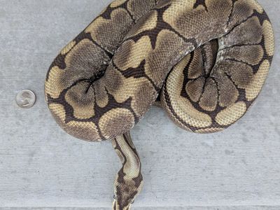 BIG FEMALE BALL PYTHON