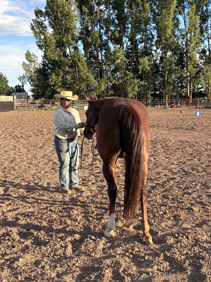 Registered Missouri  Fox Trotter