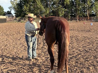 Registered Missouri Fox Trotter