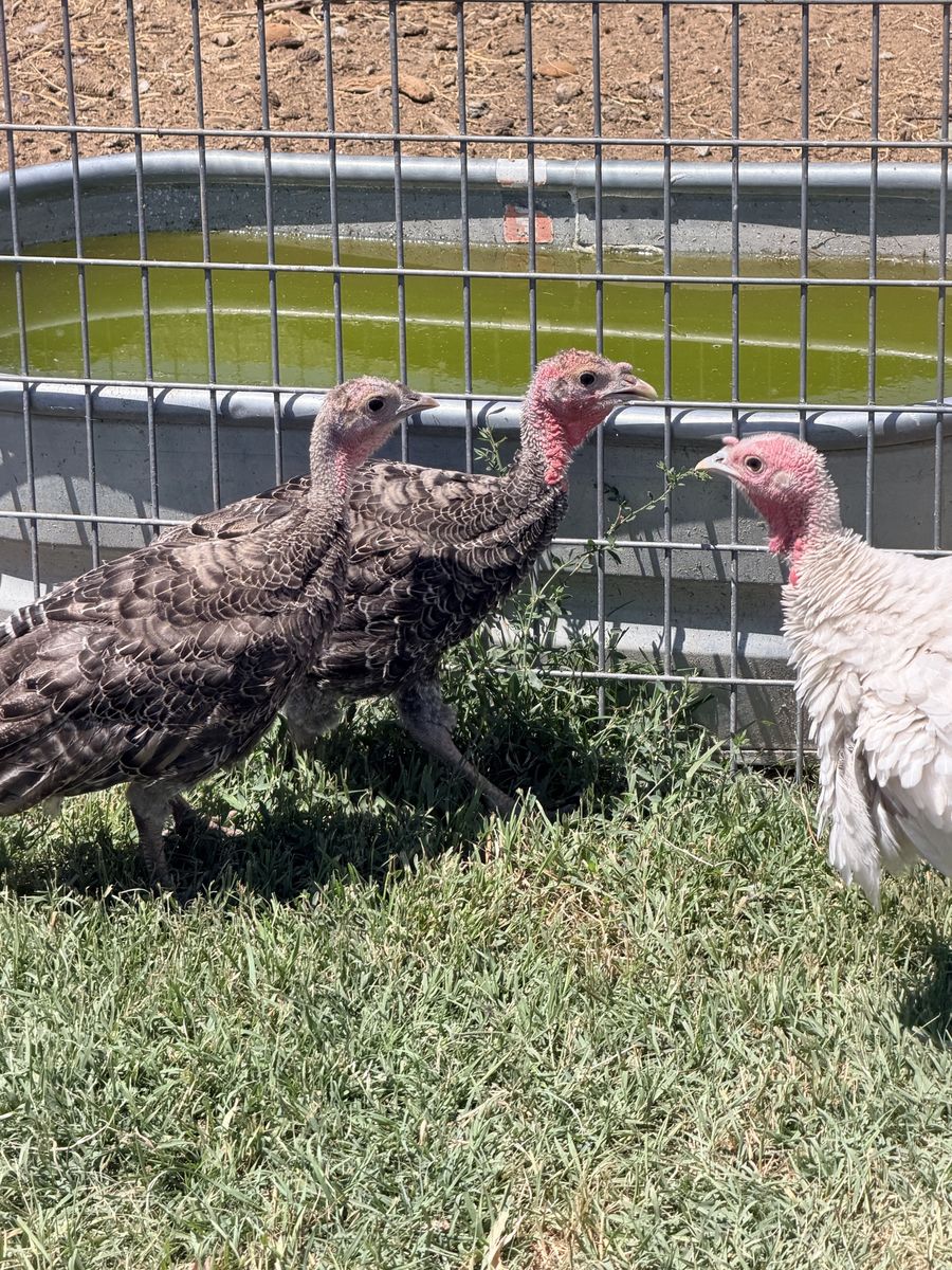 Heritage turkeys
