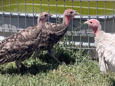 Heritage turkeys