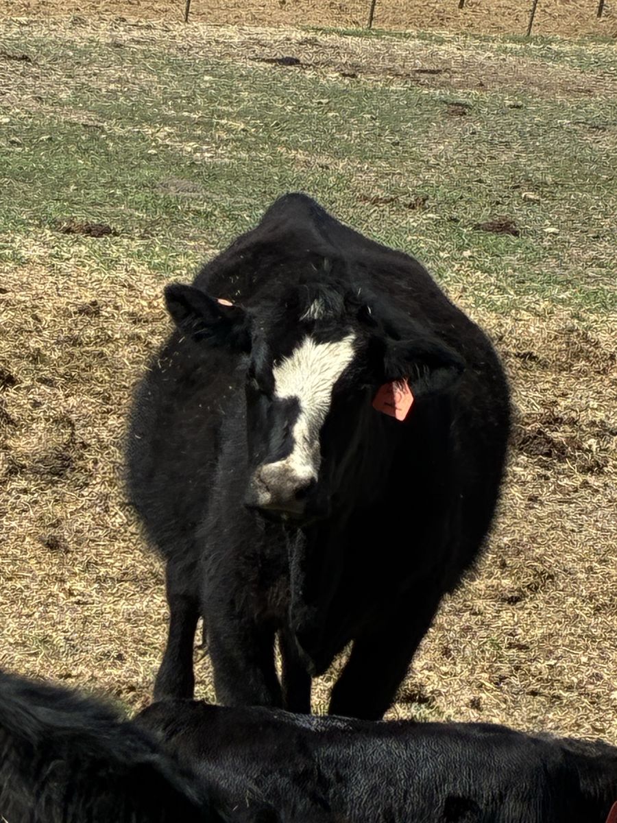 Pair, 1st calf heifer