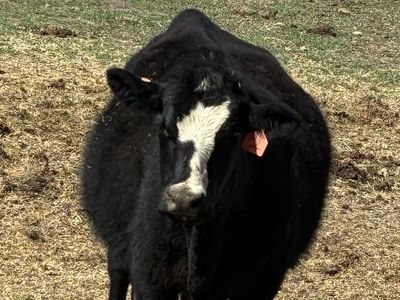 Pair, 1st calf heifer
