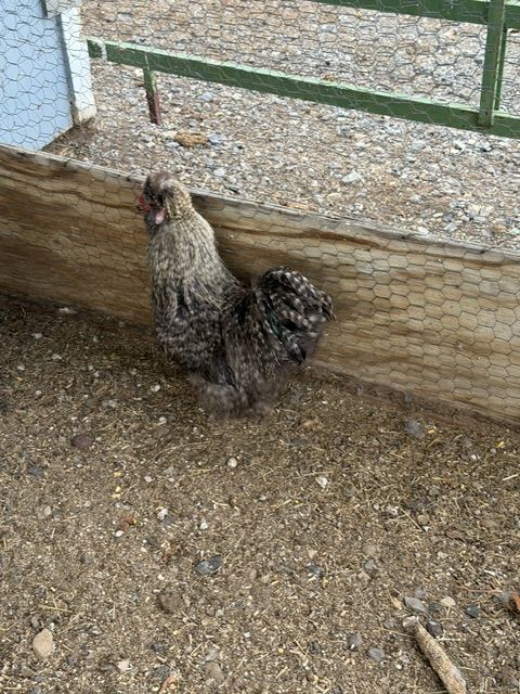 Silkie Roosters