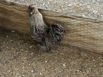 Silkie Roosters