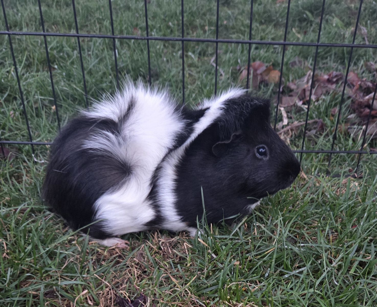 2 Male Guinea Pigs