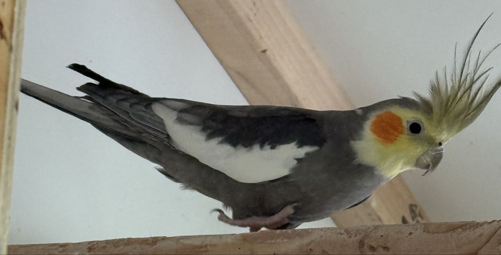 Young Male cockatiel with cage 180
