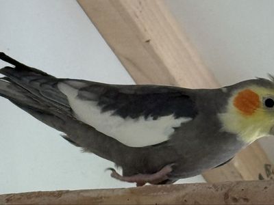 Young Male cockatiel with cage 180
