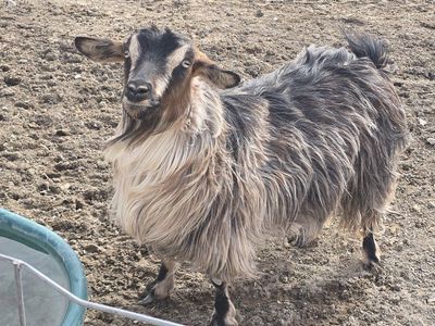 mini silky fainting doe