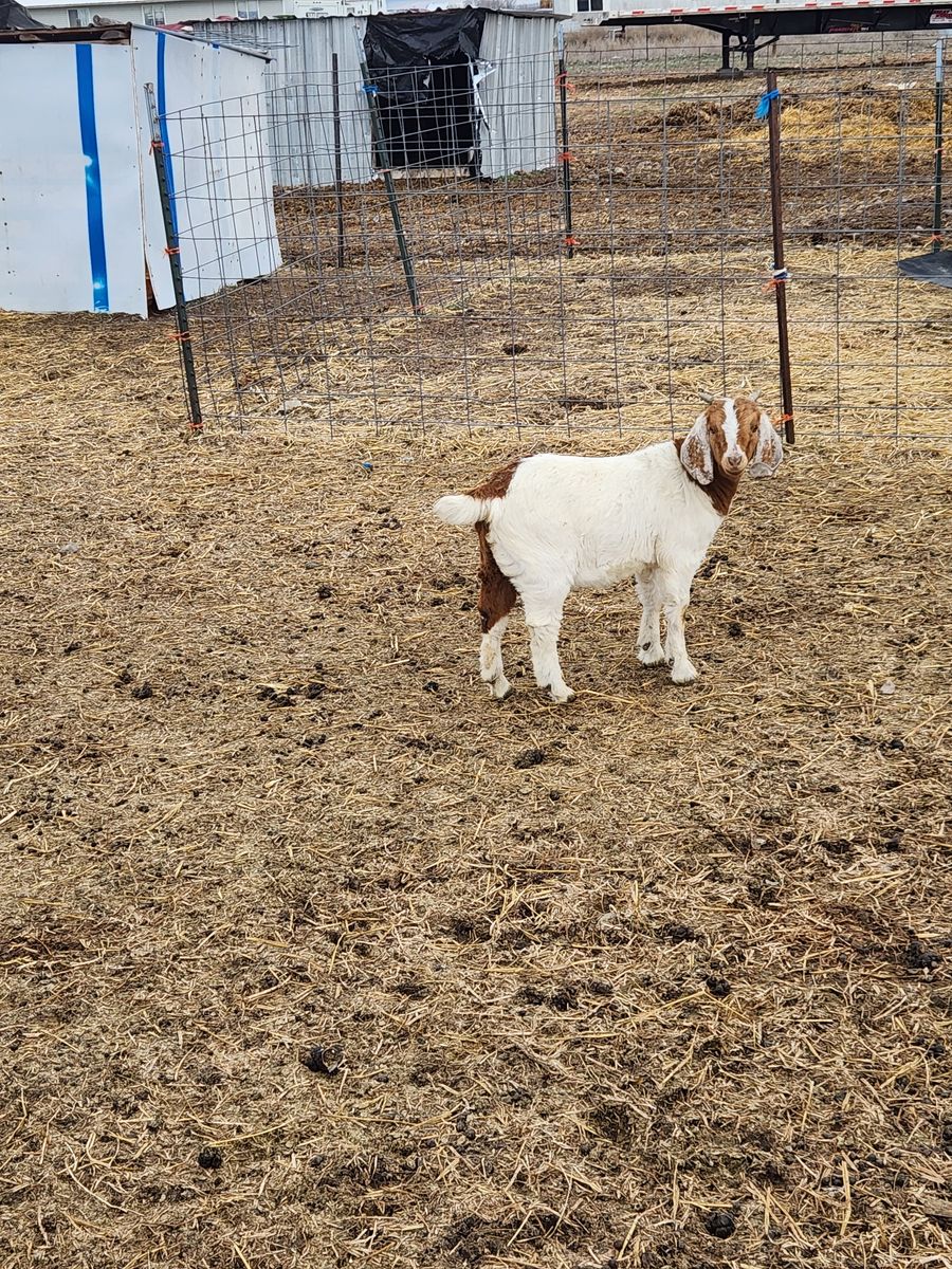 Boer goats
