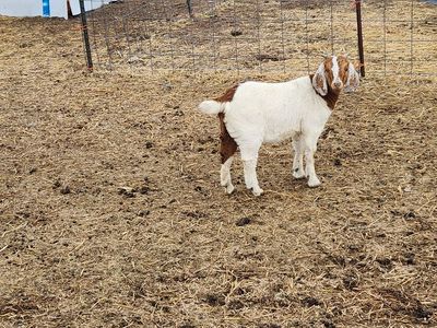 Boer goats
