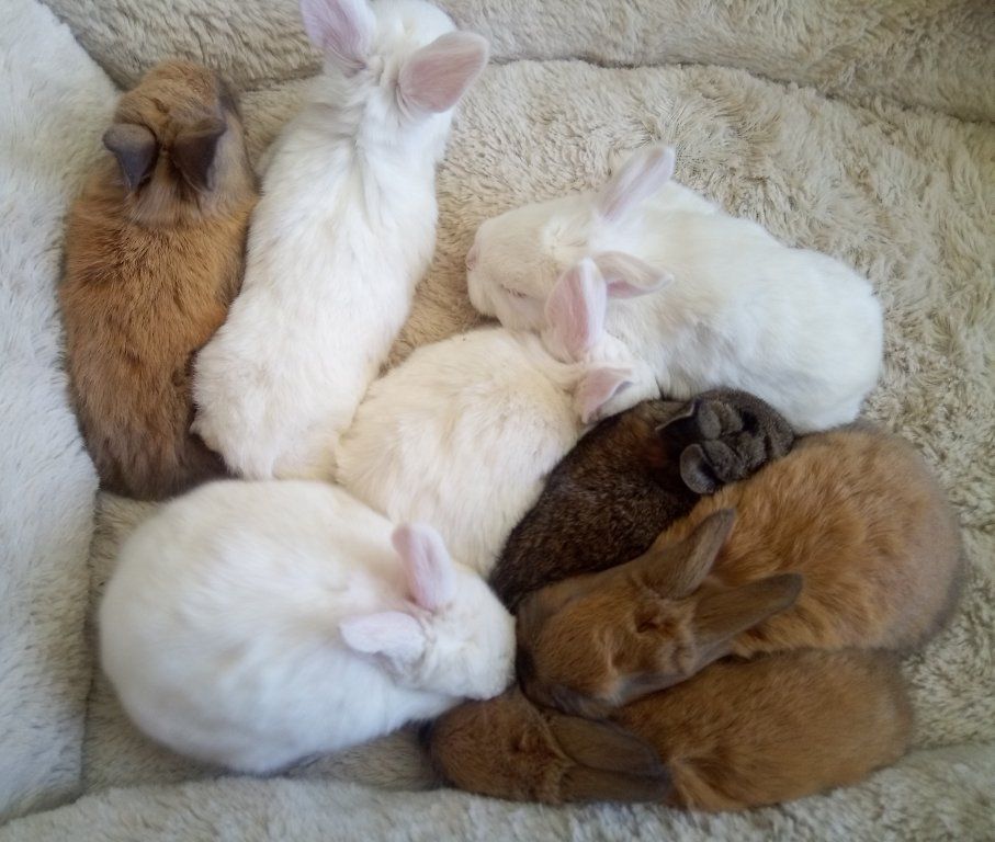 New Zealand bunny rabbits