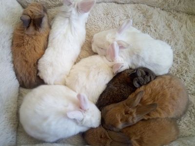 New Zealand bunny rabbits