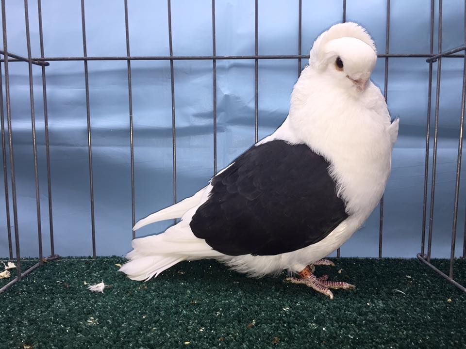 Utah State Fair Pigeon Show Entries