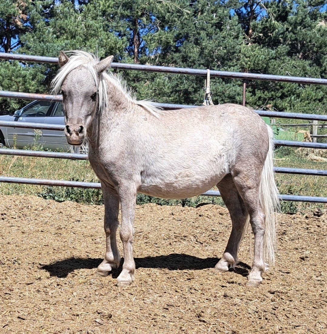 Silver Black mini LP stallion