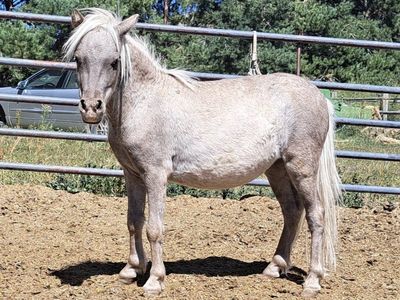 Silver Black mini LP stallion
