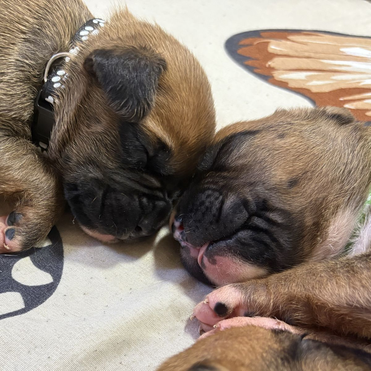 Purebred Boxer Puppies