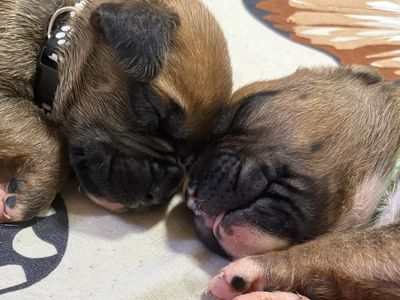 Purebred Boxer Puppies