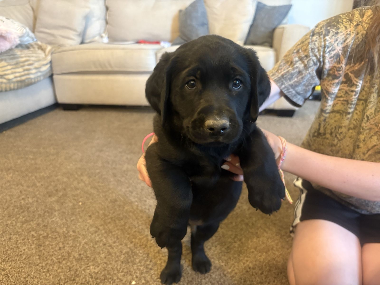 3/4 Black lab 1/4 Burnese mtn dog puppies