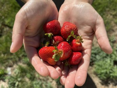 Composted Manure – Bulk Delivery Available