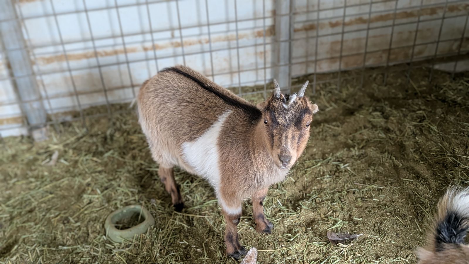 Milk Breed Doe (Born: 11/25/2025)