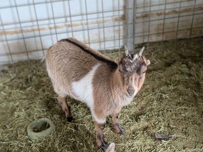 Milk Breed Doe (Born: 11/25/2025)