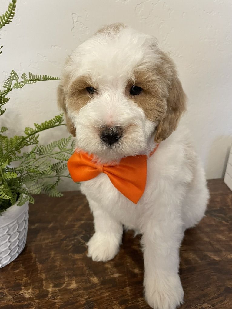 Sweet Mini Goldendoodle Boy, Ready Now