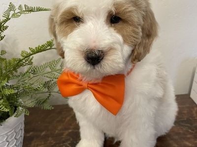 Sweet Mini Goldendoodle Boy, Ready Now