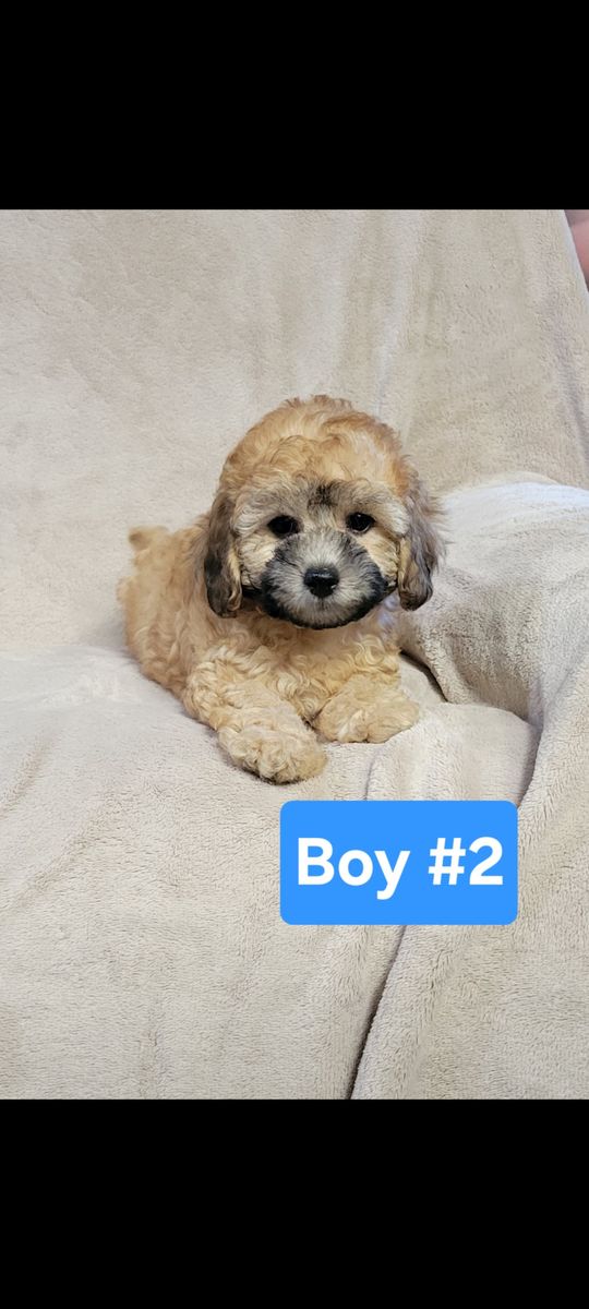 Shihpoo