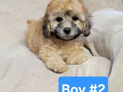 Shihpoo