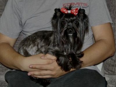 Black female Yorkshire terrier