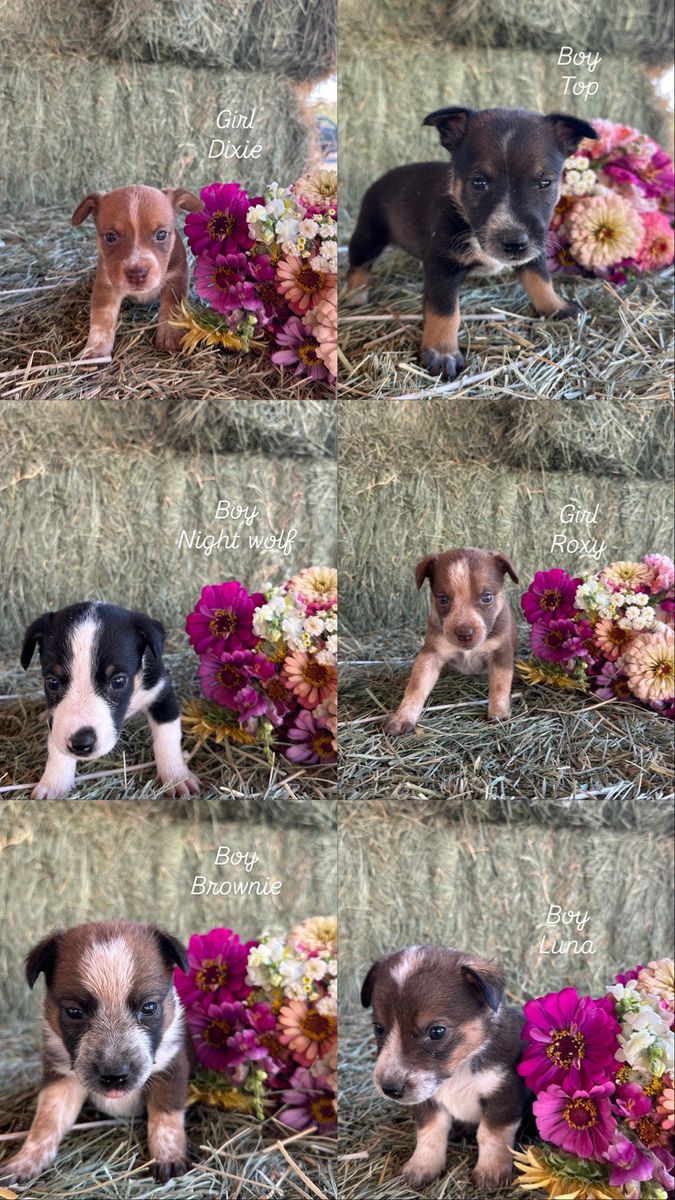Cowboy Corgi Puppies